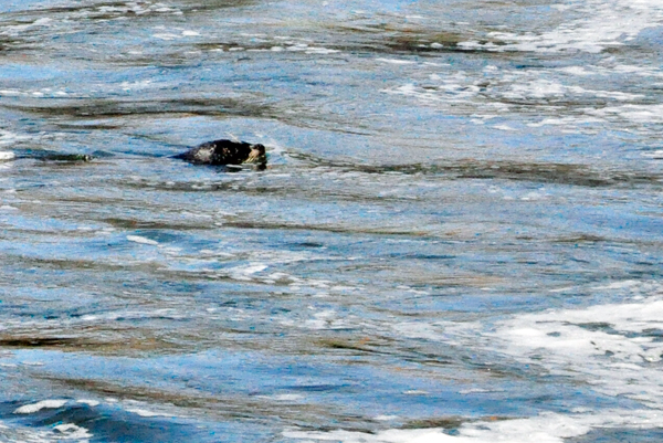 seals in the water